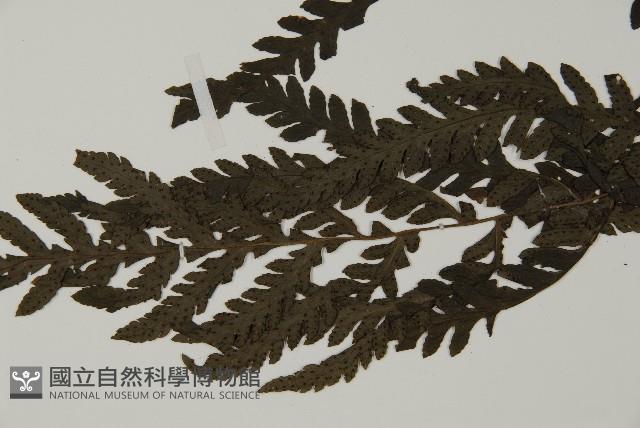 薄葉擬肋毛蕨藏品圖，第5張
