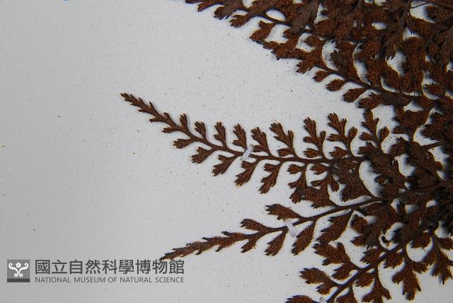 威氏鐵角蕨藏品圖，第5張