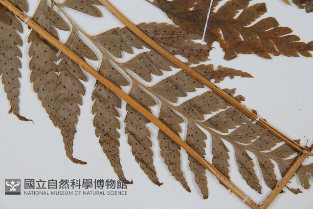 大片複葉耳蕨藏品圖，第5張