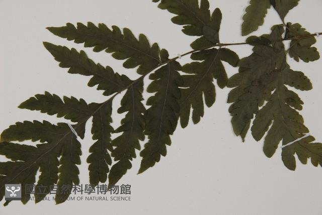 薄葉擬肋毛蕨、南洋三叉蕨藏品圖，第4張