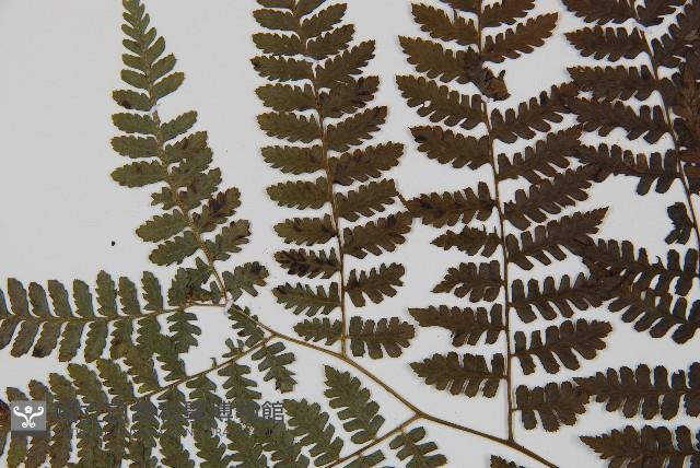 川上氏雙蓋蕨藏品圖，第5張