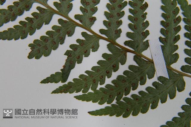 麥稈蹄蓋蕨藏品圖，第5張