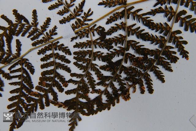 毛冷蕨藏品圖，第5張