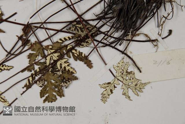 硫黃粉背蕨藏品圖，第5張