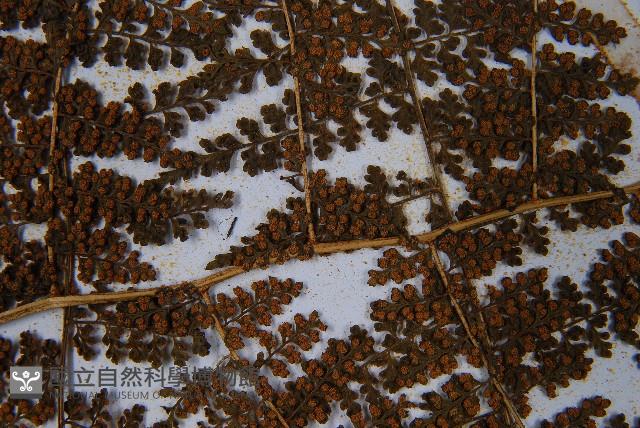 稀子蕨藏品圖，第8張