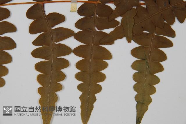 栗蕨藏品圖，第5張