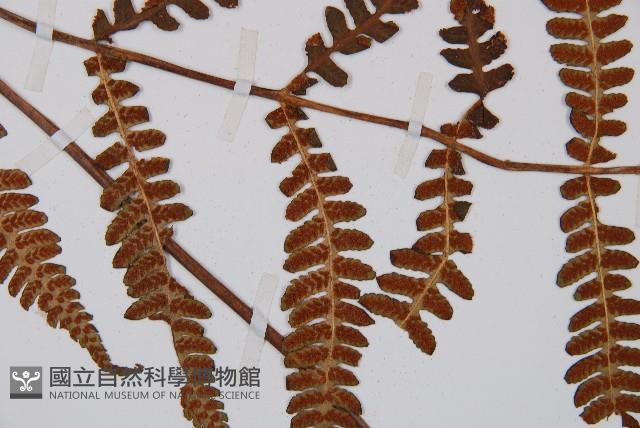 登錄號:P003439藏品圖，第5張