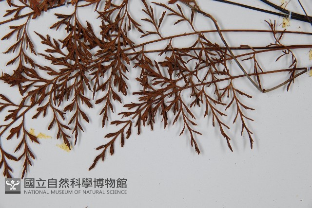 威氏鐵角蕨藏品圖，第5張