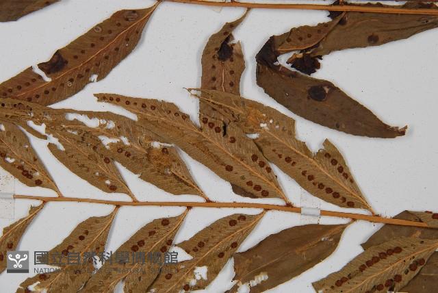 离脈柳葉蕨藏品圖，第5張