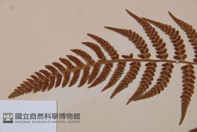 東洋蹄蓋蕨藏品圖，第5張