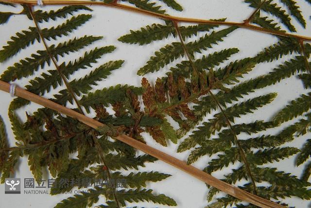 蹄蓋蕨藏品圖，第5張