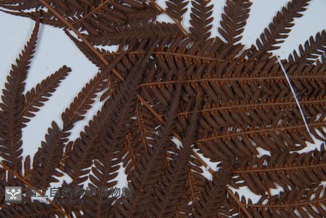 臺灣金狗毛蕨藏品圖，第7張