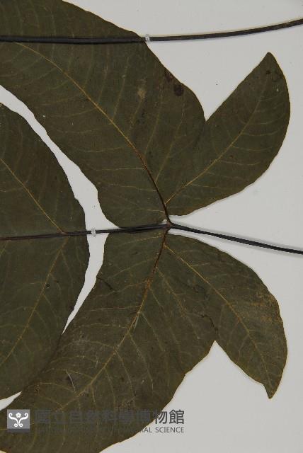 紫柄三叉蕨藏品圖，第5張