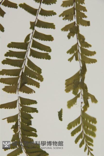 薄葉孔雀鐵角蕨、邊孢鐵角蕨藏品圖，第5張
