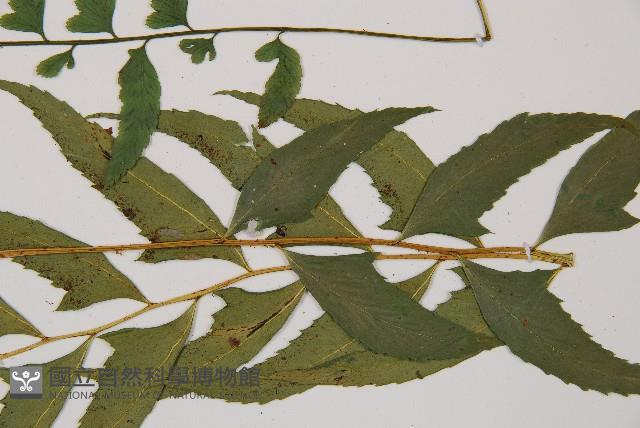 單邊鐵角蕨藏品圖，第5張