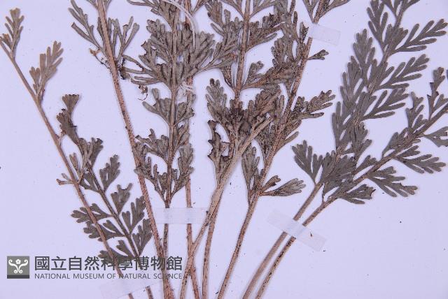 長生鐵角蕨藏品圖，第5張