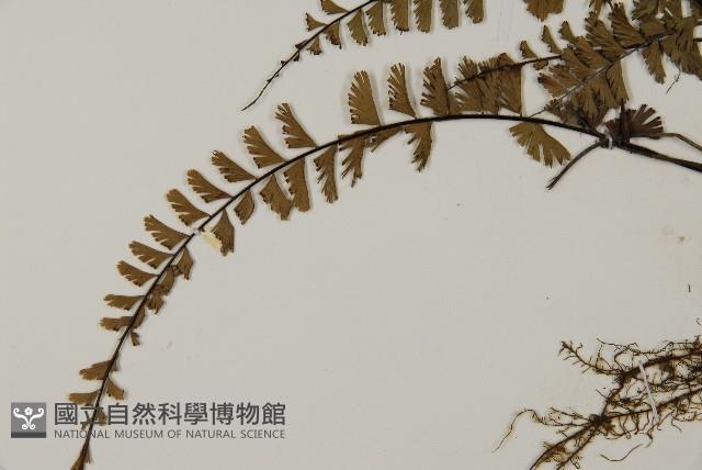 鞭葉鐵線蕨藏品圖，第5張