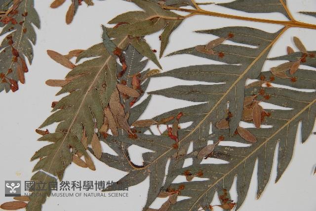 臺灣狗脊蕨藏品圖，第4張