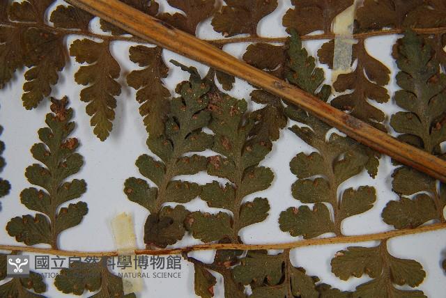 刺柄碗蕨藏品圖，第5張