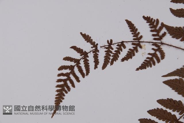 愛德氏肋毛蕨藏品圖，第5張