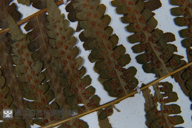 南洋假鱗毛蕨藏品圖，第5張