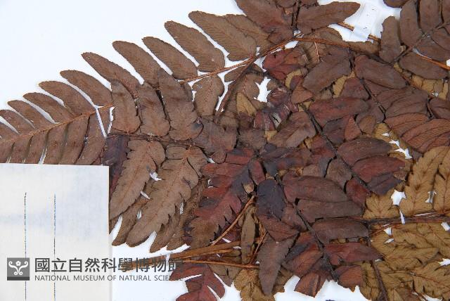 兩色鱗毛蕨藏品圖，第5張