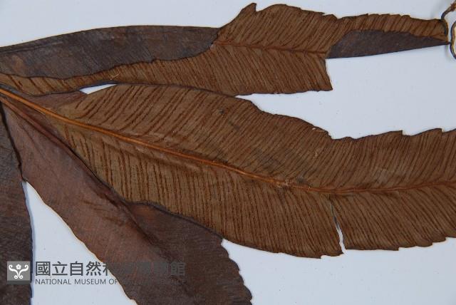 細柄雙蓋蕨藏品圖，第5張
