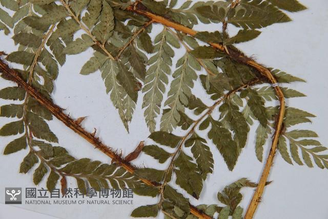 登錄號:P003669藏品圖，第5張