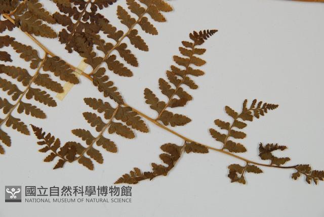 刺柄碗蕨藏品圖，第5張