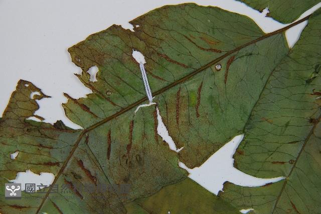 腸蕨藏品圖，第5張