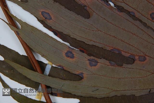 Accession Number:P000469 Collection Image, Figure 4, Total 5 Figures