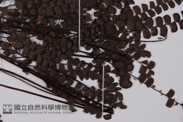 扇葉鐵線蕨藏品圖，第4張