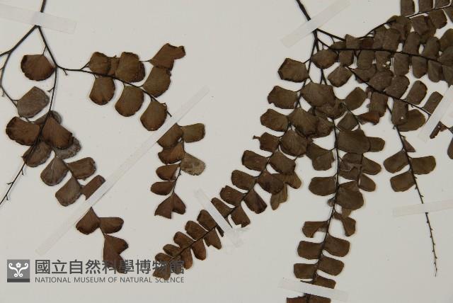 扇葉鐵線蕨藏品圖，第4張