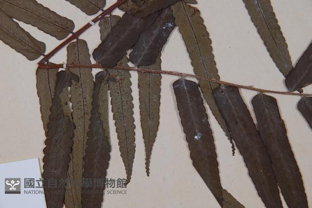 黑桫蕨藏品圖，第5張