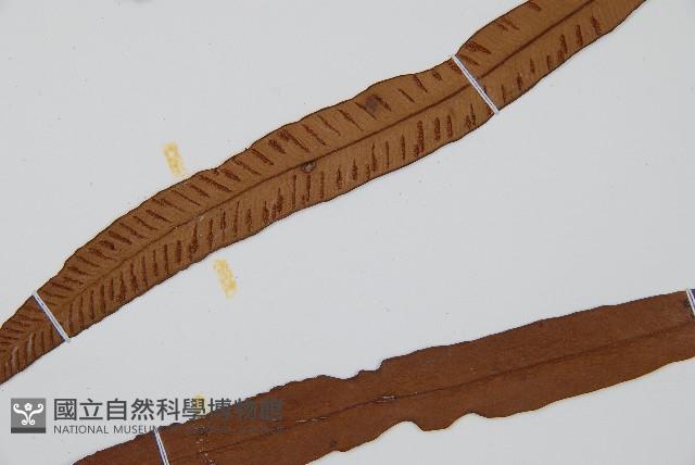 單葉雙蓋蕨藏品圖，第5張