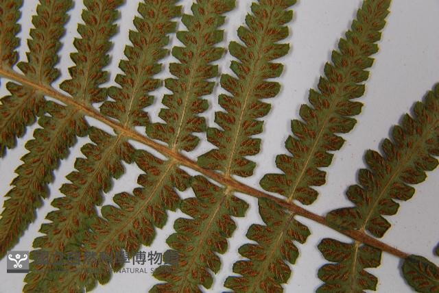 東洋蹄蓋蕨藏品圖，第5張