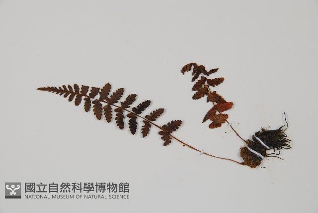 逆葉蹄蓋蕨、逆羽蹄蓋蕨藏品圖，第5張