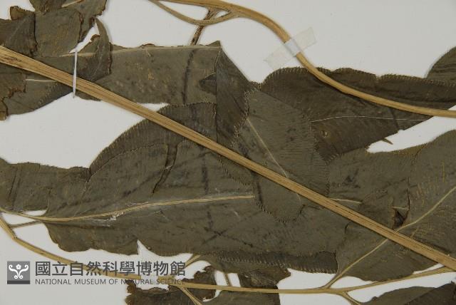 登錄號:P004949藏品圖，第5張