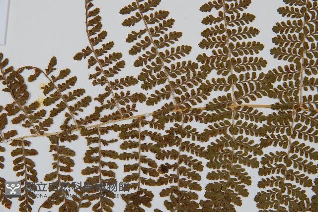 魚鱗蕨藏品圖，第5張