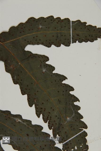 三叉蕨藏品圖，第5張