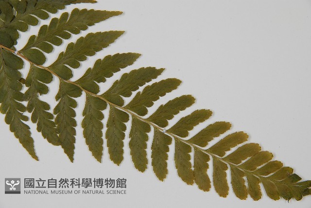 團羽鱗蓋蕨藏品圖，第5張