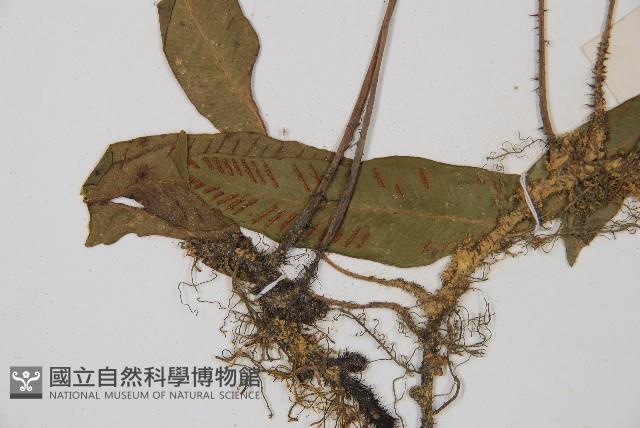 單葉雙蓋蕨藏品圖，第5張