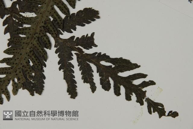 高士佛擬肋毛蕨藏品圖，第5張