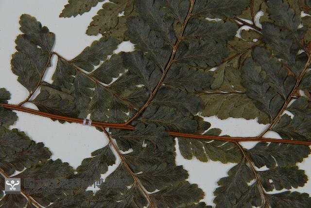 臺灣鱗蓋蕨藏品圖，第5張