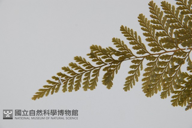 杯狀蓋陰石蕨藏品圖，第5張