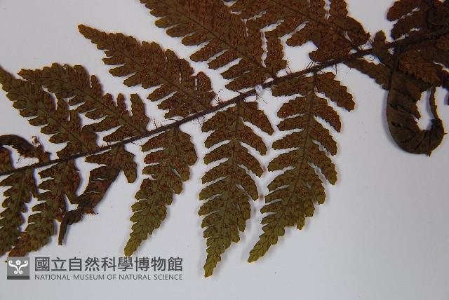 登錄號:P012549藏品圖，第5張