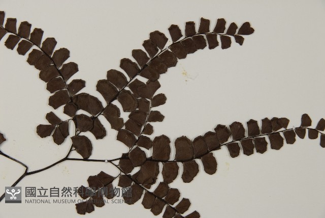 扇葉鐵線蕨藏品圖，第4張