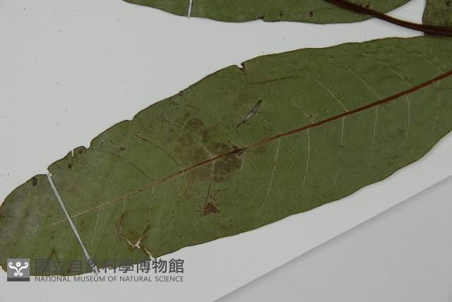 沙皮蕨藏品圖，第8張