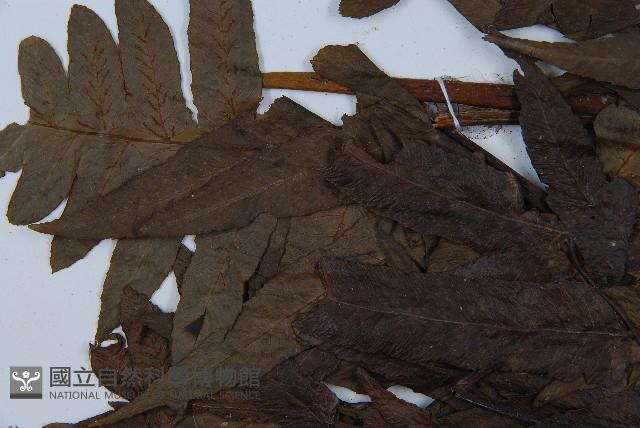 毛柄短腸蕨藏品圖，第5張