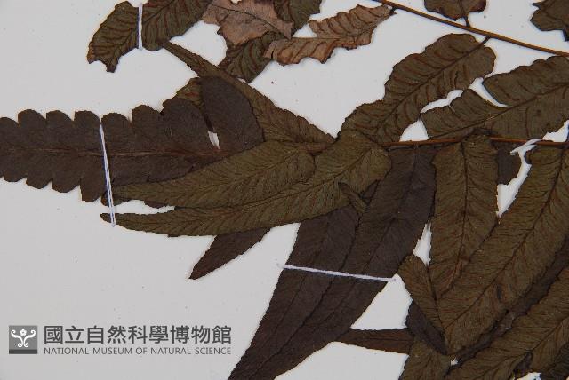 江南短腸蕨藏品圖，第5張